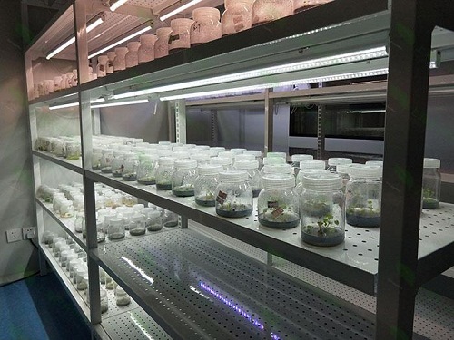 南沙植物组织培养实验室设计建设方案